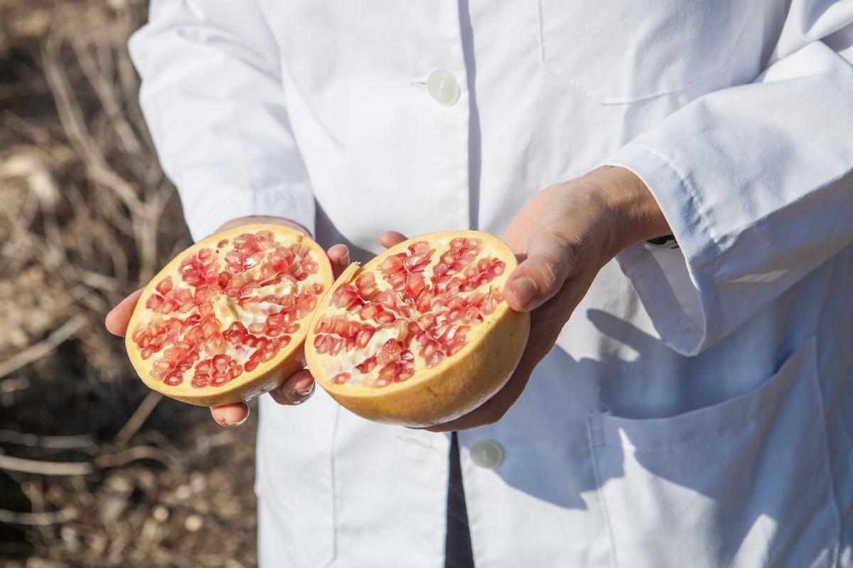El proyecto Gramola trata de analizar las causas de la decoloración del grano de la granada mollar de Elche