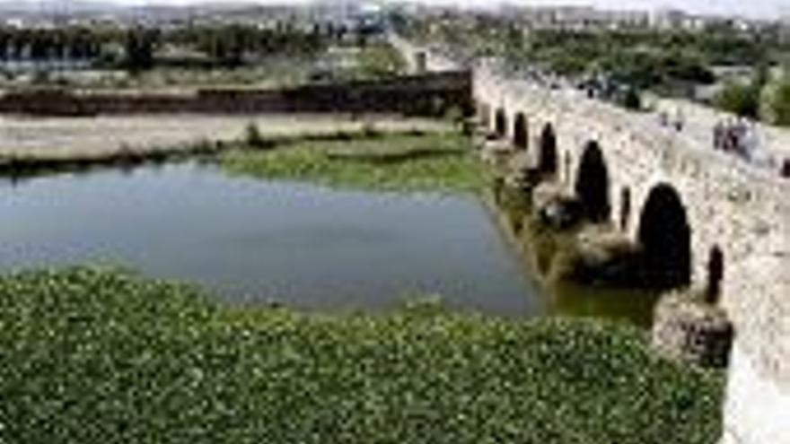 El Consorcio pide que se retire el camalote del puente Romano