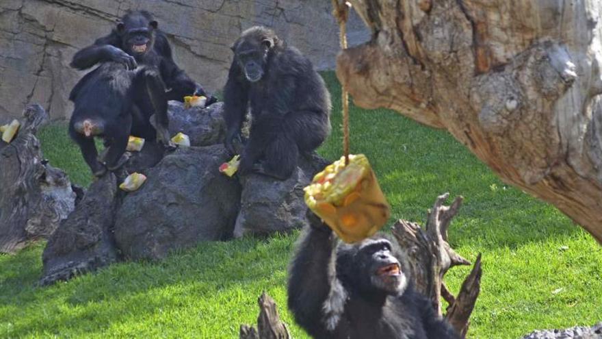 Polos de fruta y carne para los animales del Bioparc