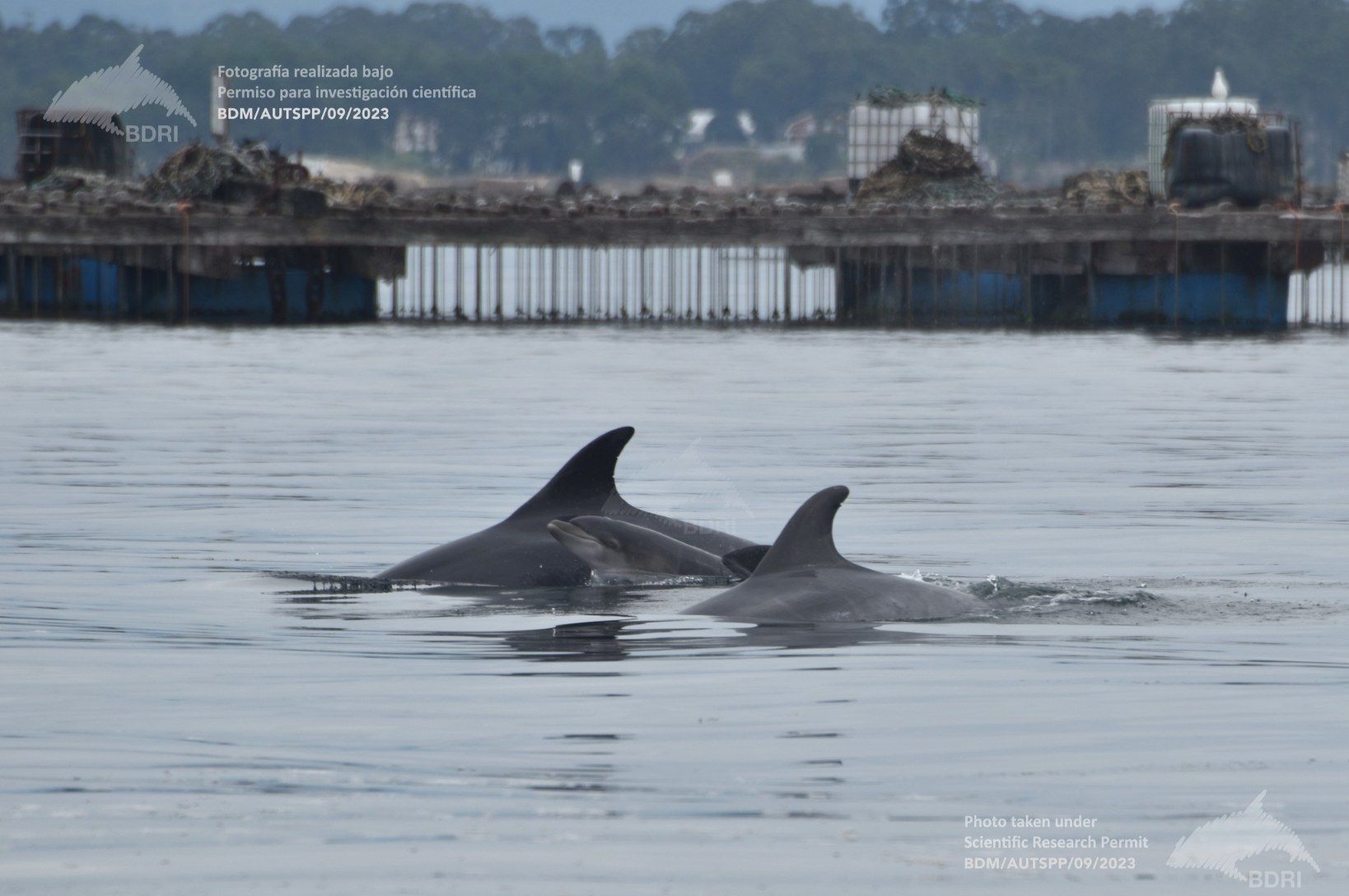 Biólogos, doctores y estudiantes del BDRI hacen un estrecho seguimiento de los mamíferos marinos en las rías de Vigo, Pontevedra y Arousa.