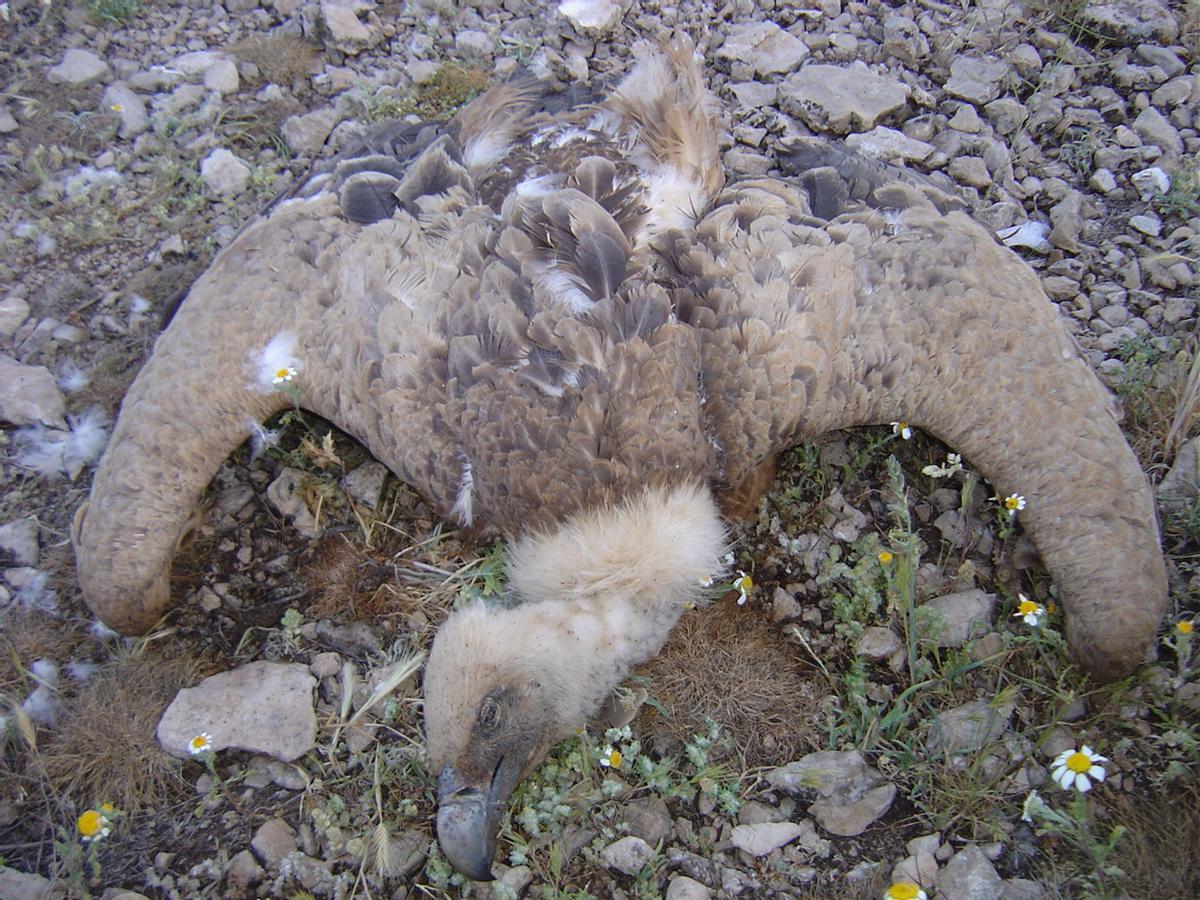 Un buitre leonado muerto.