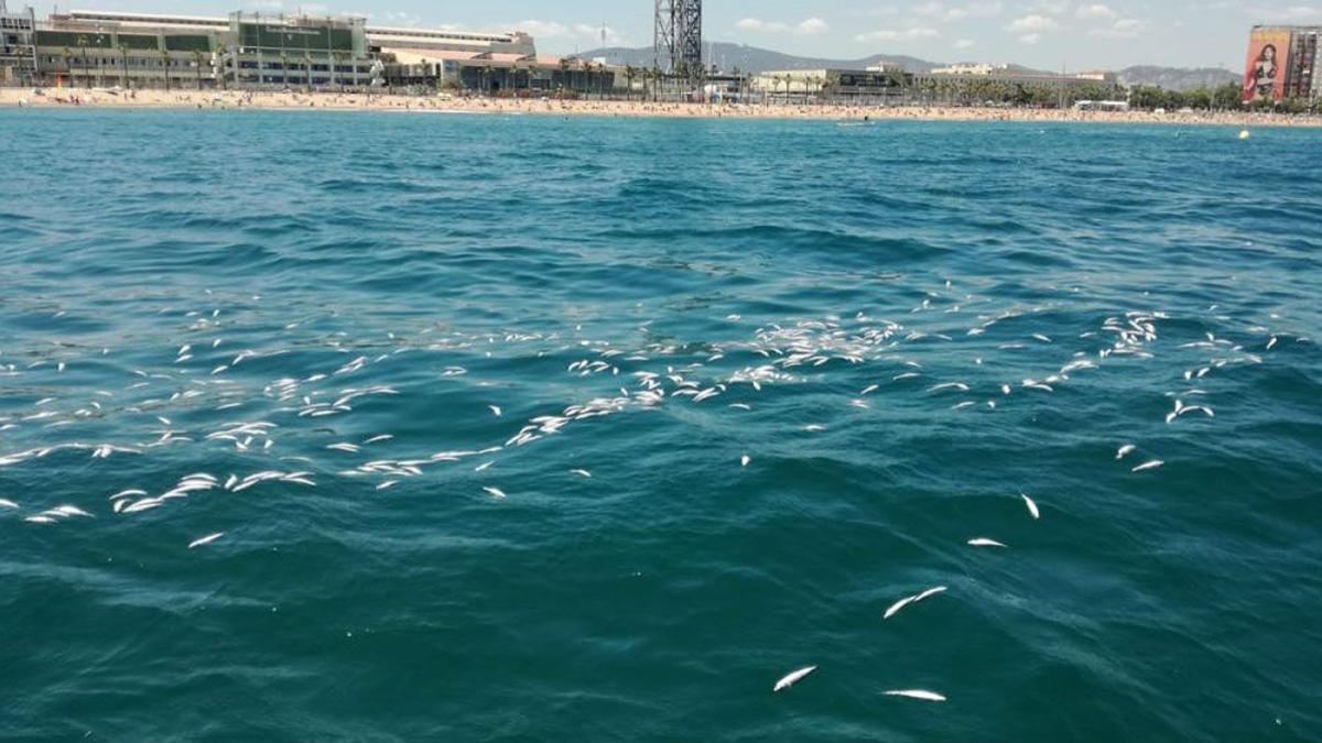 Ejemplares de bogas que han aparecido muertos flotando frente a la playa de la Barceloneta, este miércoles.