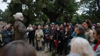 Vecinos de la Calatrava y otros barrios de Palma registran alegaciones contra la tala de dieciocho Bellasombras