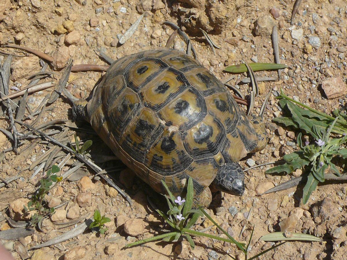 Tortuga mora, animal que habita en algunas ramblas.