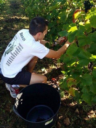 Arranca la vendimia en las Rías Baixas