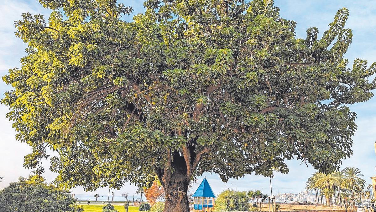 Bellasombra, por ahora, salvada