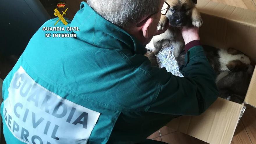 Un agente con uno de los mastines recogidos en Almeida