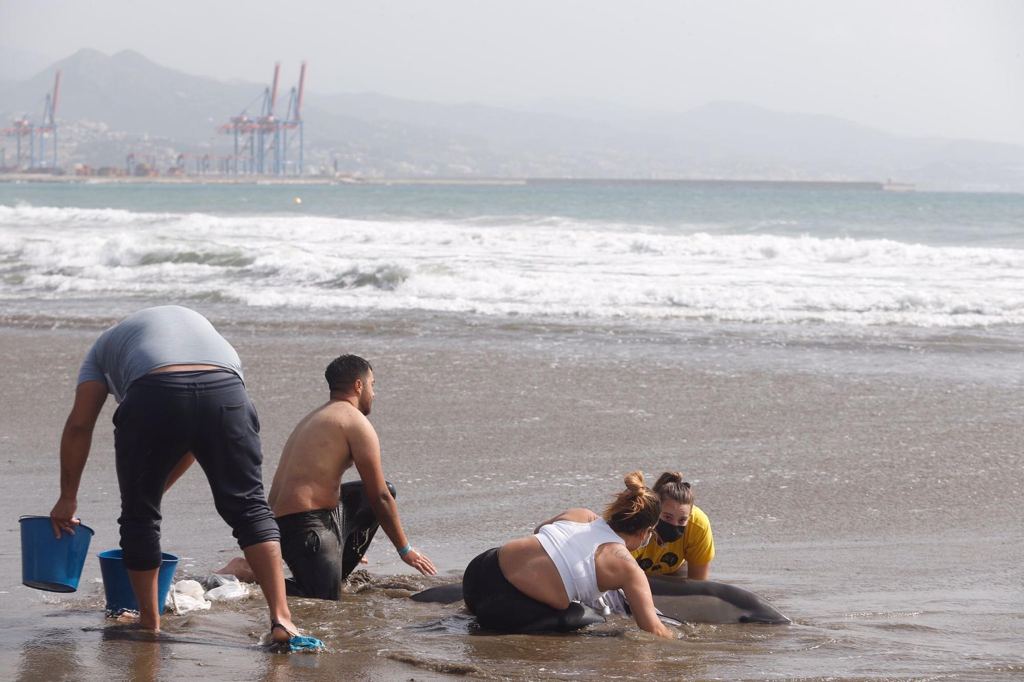 Rescatan a un delfín varado en la Misecordia