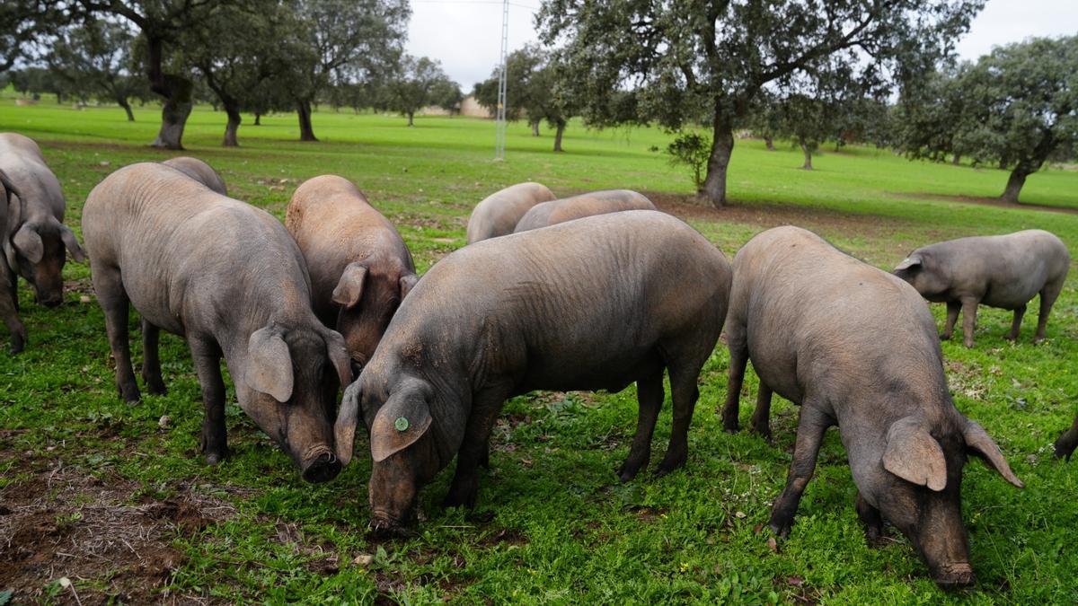 Diversos porcs en una fotografia d'arxiu.
