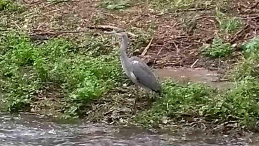 Una garza real desafía las "aguas bravas" de un Gafos crecido por las lluvias