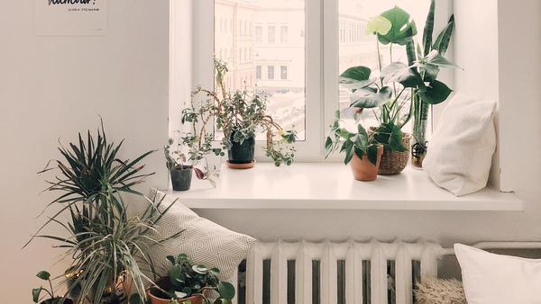 Plantas de Interior: Las macetas que renuevan el aire de tu casa