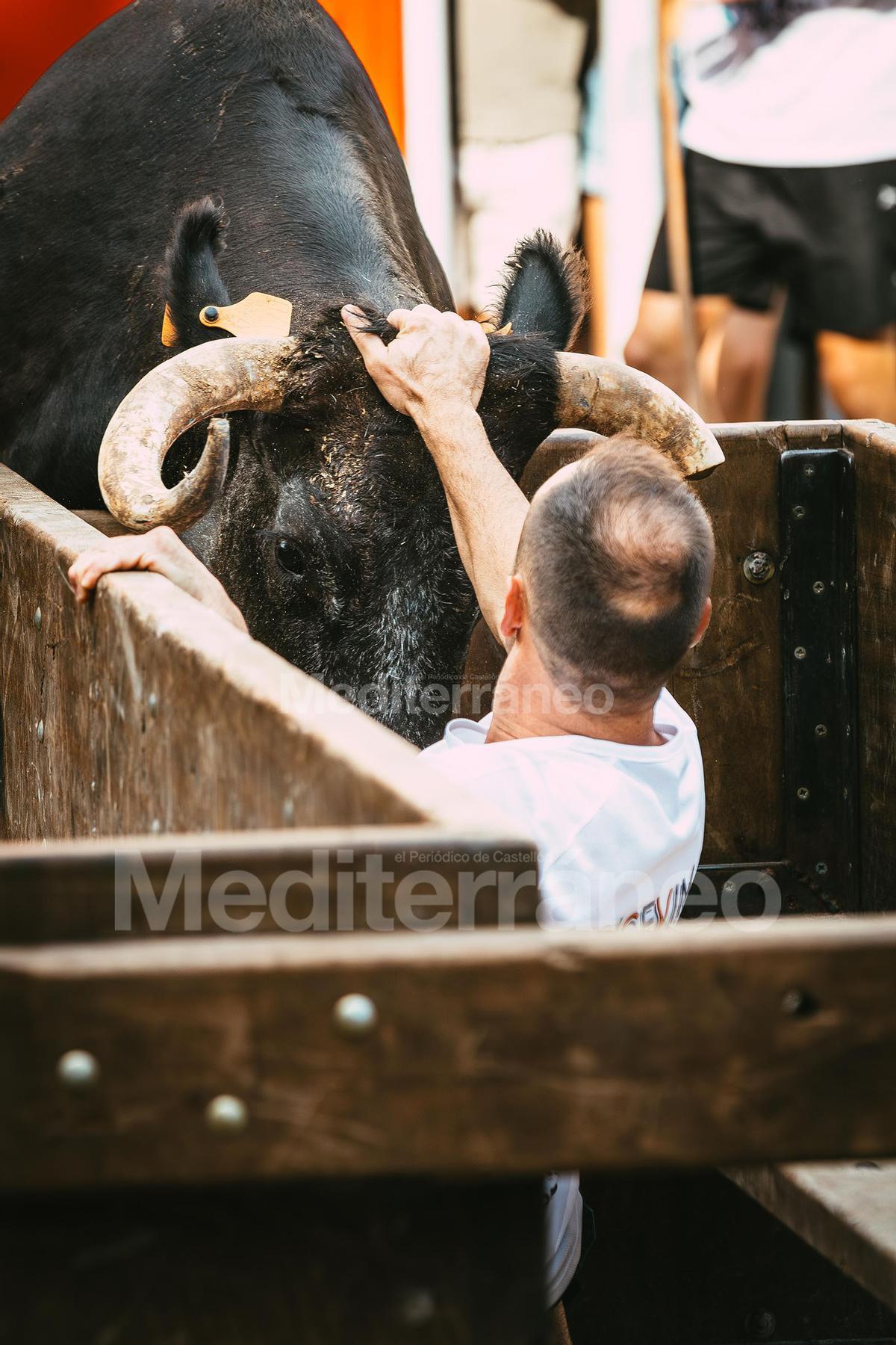 Bous a Vilafamés 2025 Bous a Vilafamés 2025