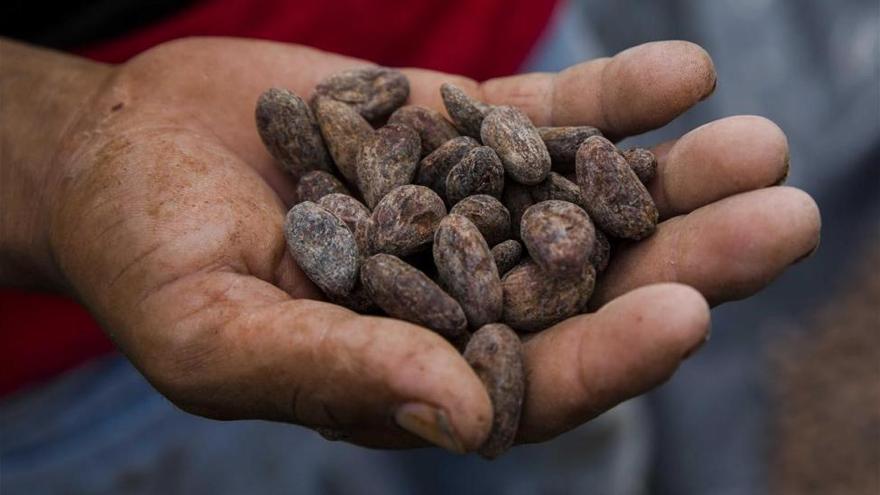 Los científicos quieren salvar el cacao con una modificación genética