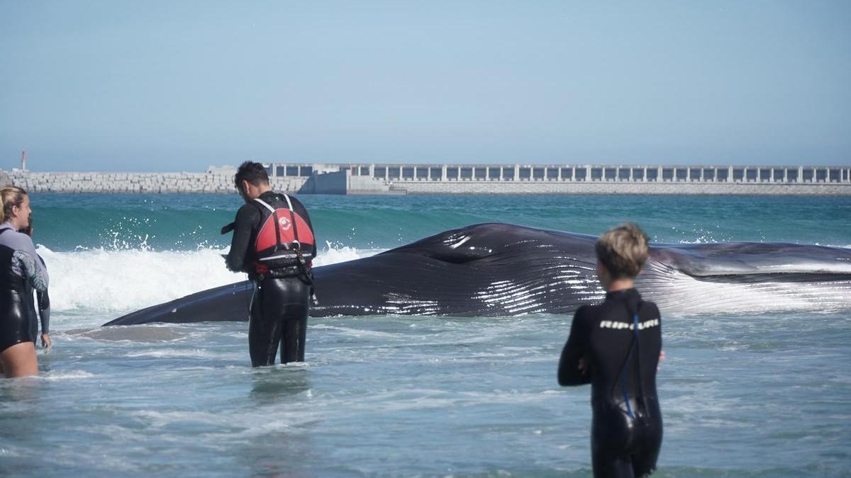 Operativo de rescate de la ballena varada en la playa de Sabón, en Arteixo