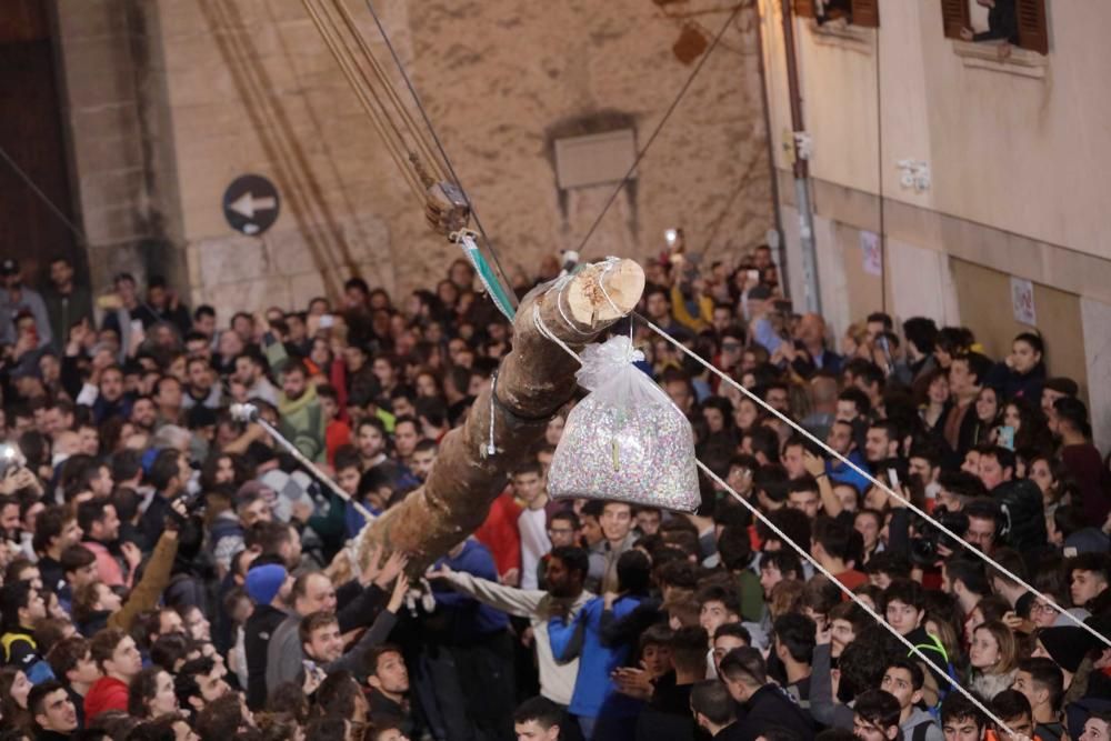 Sant Antoni 2018: El Pi de Pollença