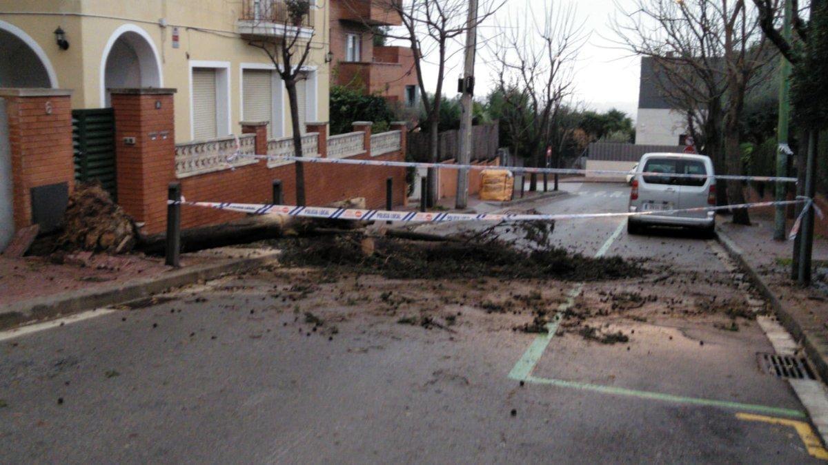 Árbol caído en Esplugues de Llobregat durante el temporal 'Gloria'.