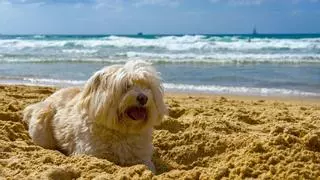 Los veterinarios advierten: estos son los peligros de la playa que pueden poner en riesgo a tu perro