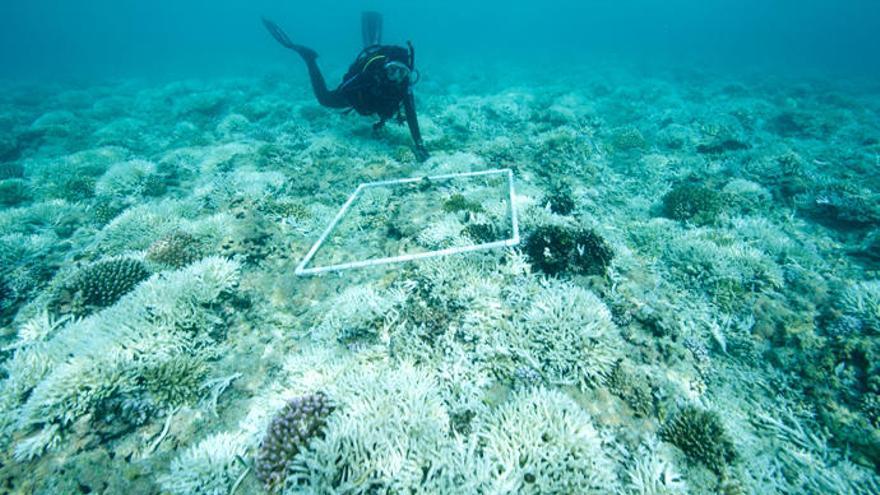 Blanqueamiento masivo de arrecifes de coral.