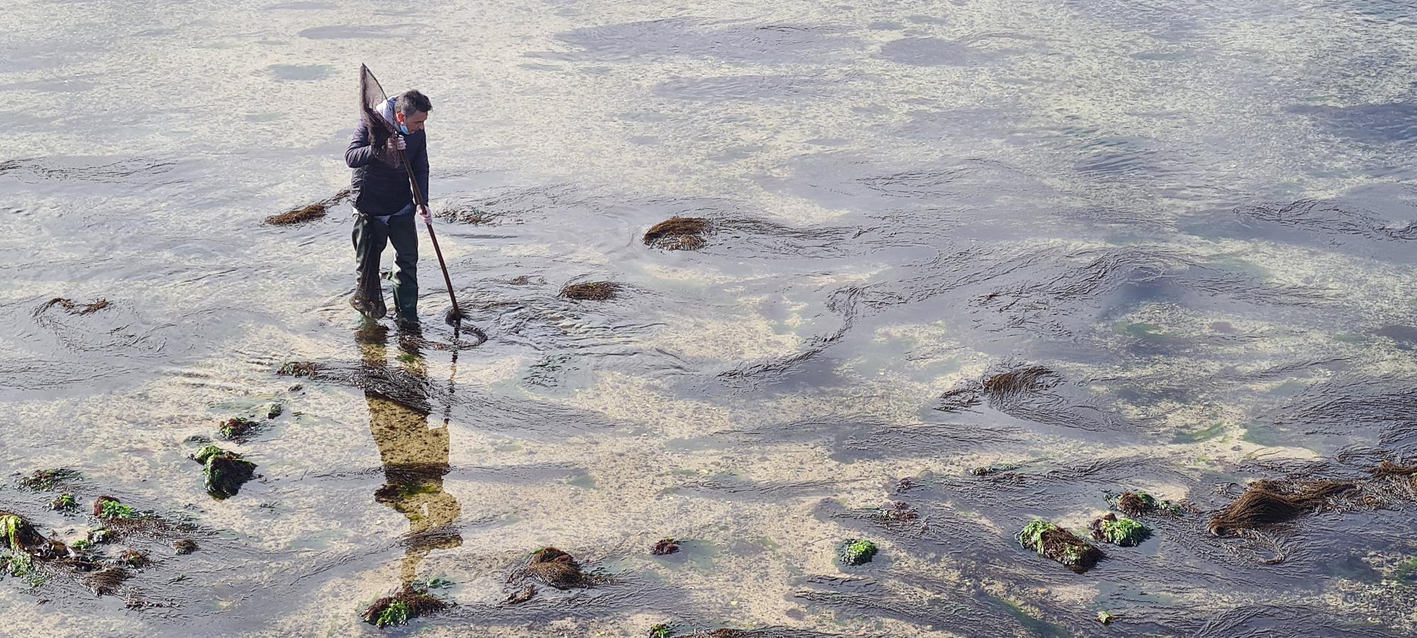 La pesca artesanal del chopo subsiste bajo el puente de A Toxa