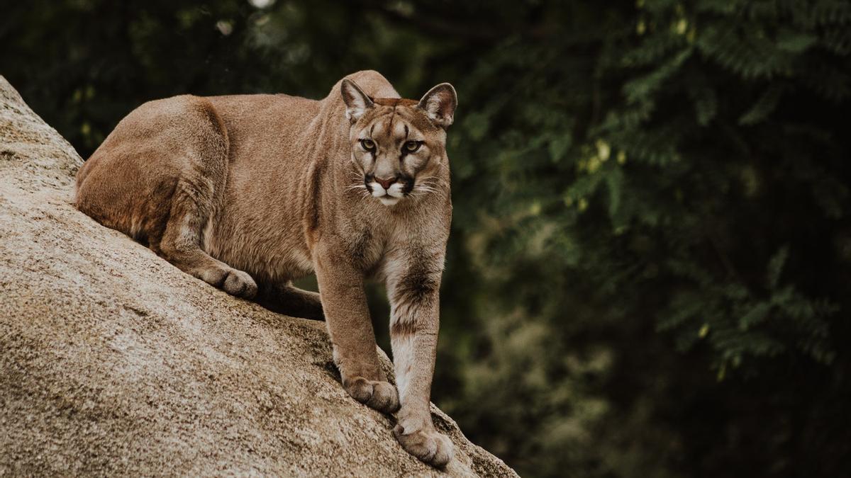 ¡Va al baño del colegio, y se encuentra a un puma de 80 kilos!