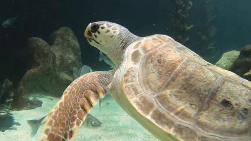 Acogen a una tortuga con daños irreversibles por la hélice de un barco