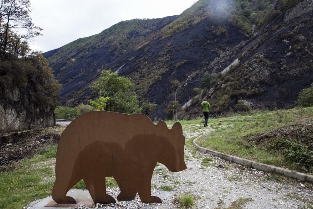 Desolación en el suroccidente asturiano tras los incendios