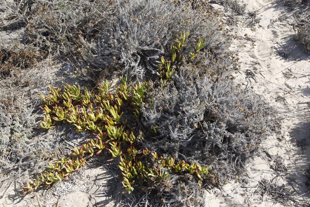 Limpieza de plantas invasoras en la Devesa del Saler