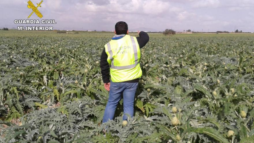 Detenidos tras robar 1.500 kilos de alcachofas