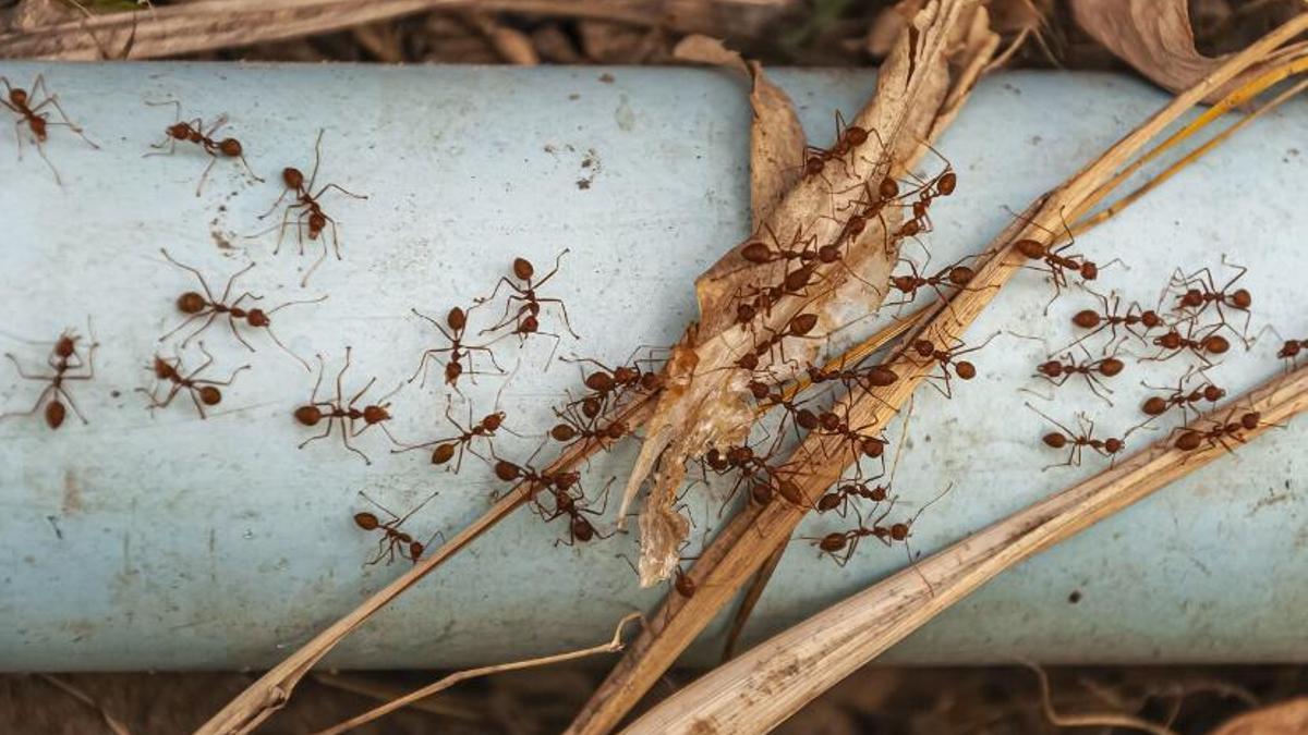 Com acabar definitivament amb les formigues de casa