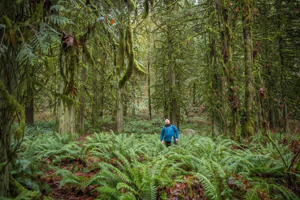 Bosques, sonido bosques