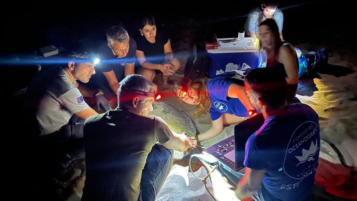 Las imágenes de la puesta de la tortuga Mona en Dénia
