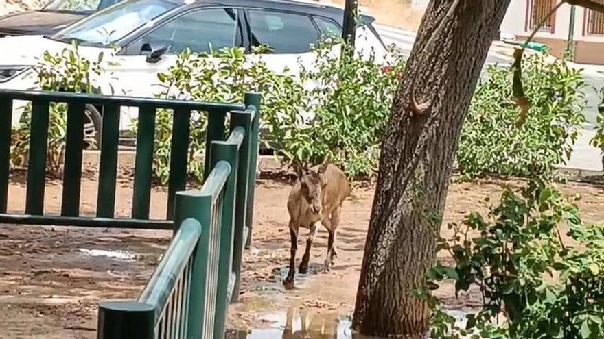 Cabras en un parque del municipio de Sumacàrcer bajan de la montaña en busca de agua