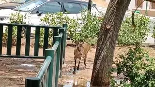 Las cabras se vuelven a dejar ver en las calles de Sumacàrcer con termómetros por encima de los 40ºC