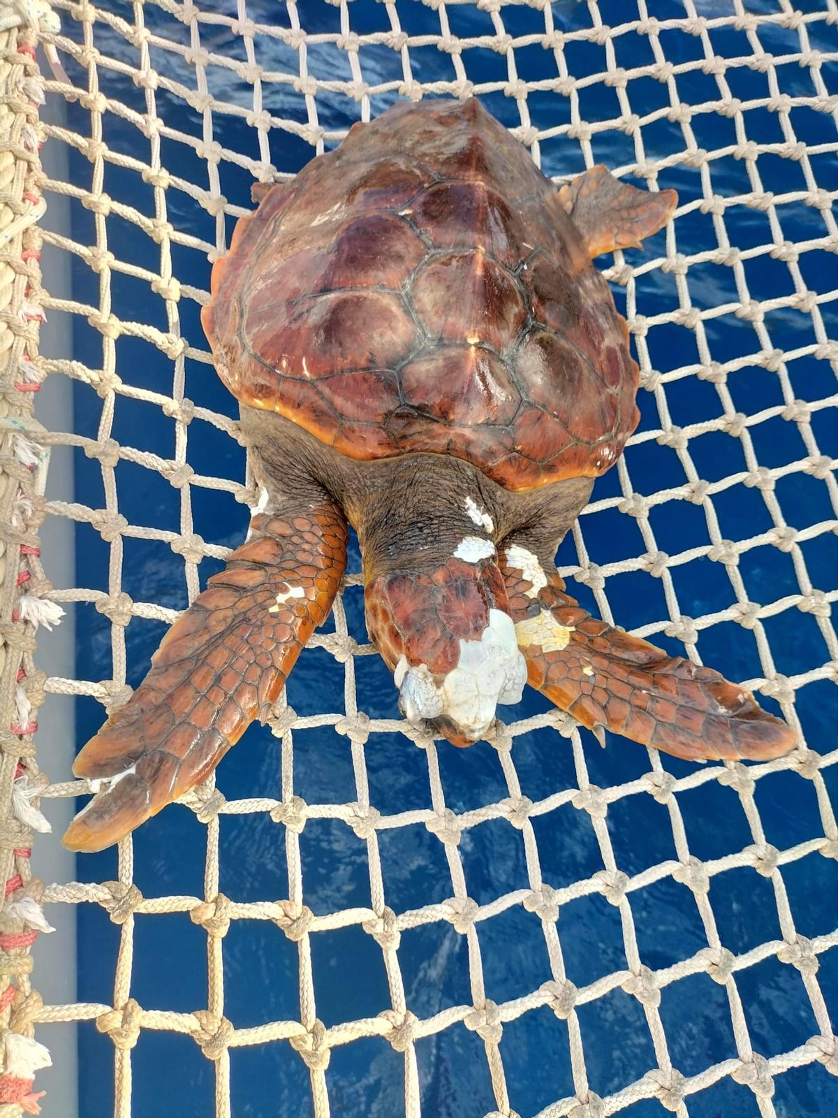 Tortuga hallada muerta en el mar en el sur de Lanzarote.
