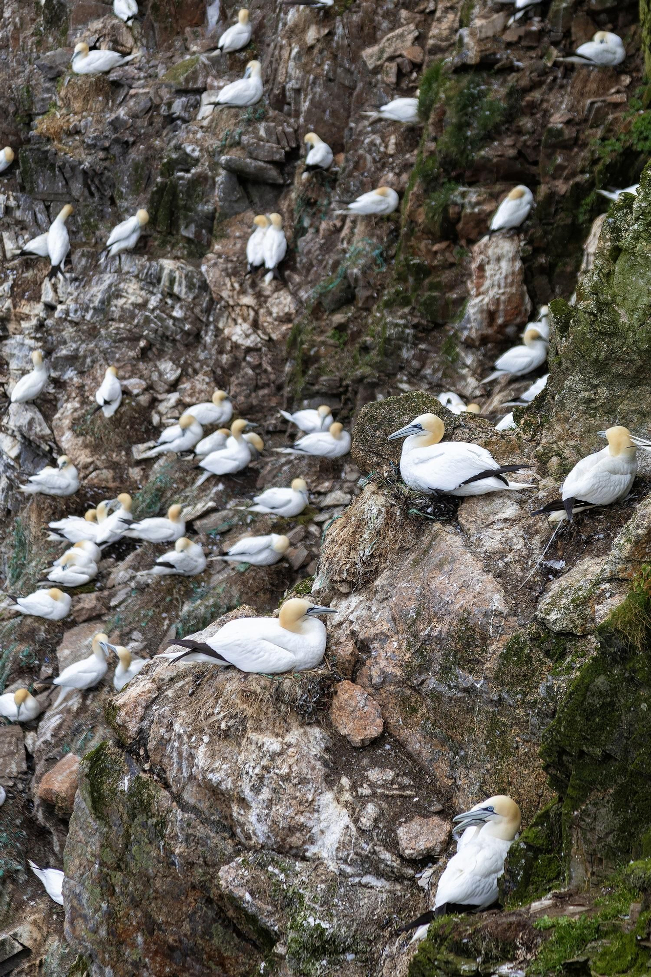 Alcatraces en la Reserva Nacional de Noss.