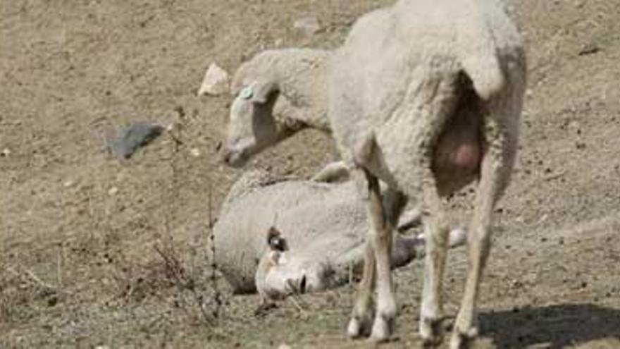 Extremadura recibe hoy las primeras 360.000 vacunas contra la lengua azul