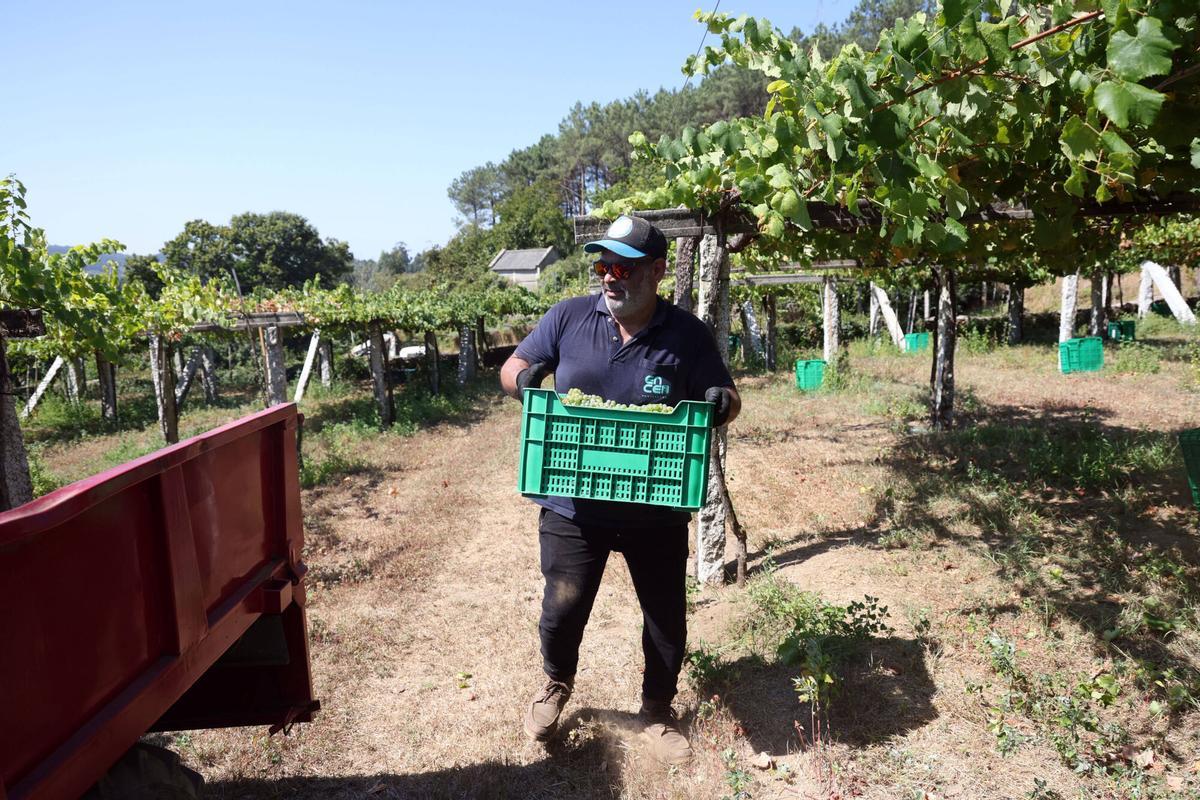La vendimia en Bodegas Laureatus, en San Martiño de Meis.