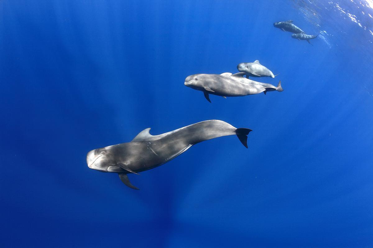 La costa suroeste está considerada como uno de los mejores zonas del mundo para ver cetáceos