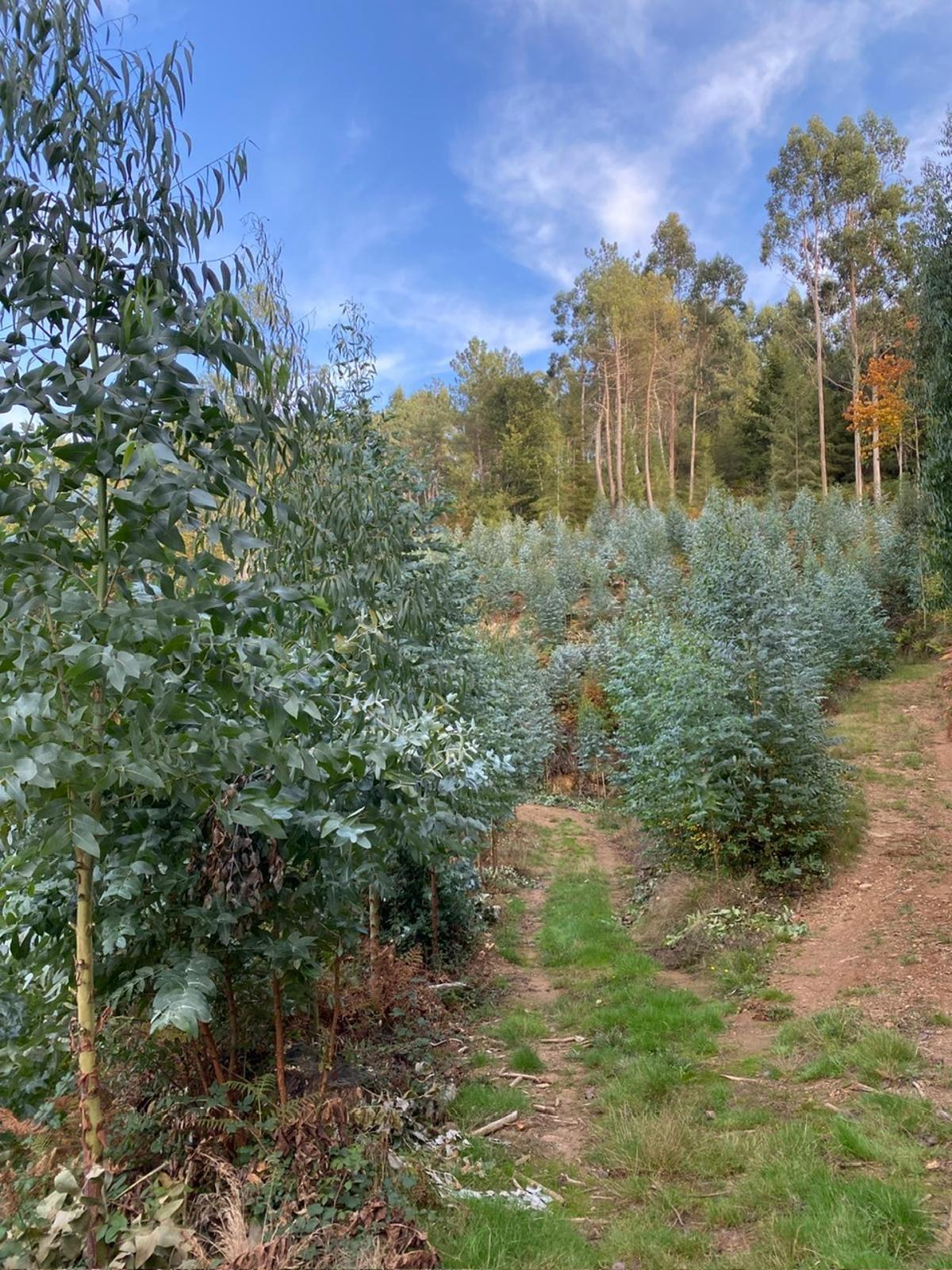 Plantaciones ilegales de eucalipto en los Sobreirais do Arnego, denunciadas por vecinos de Palio y Rodís.
