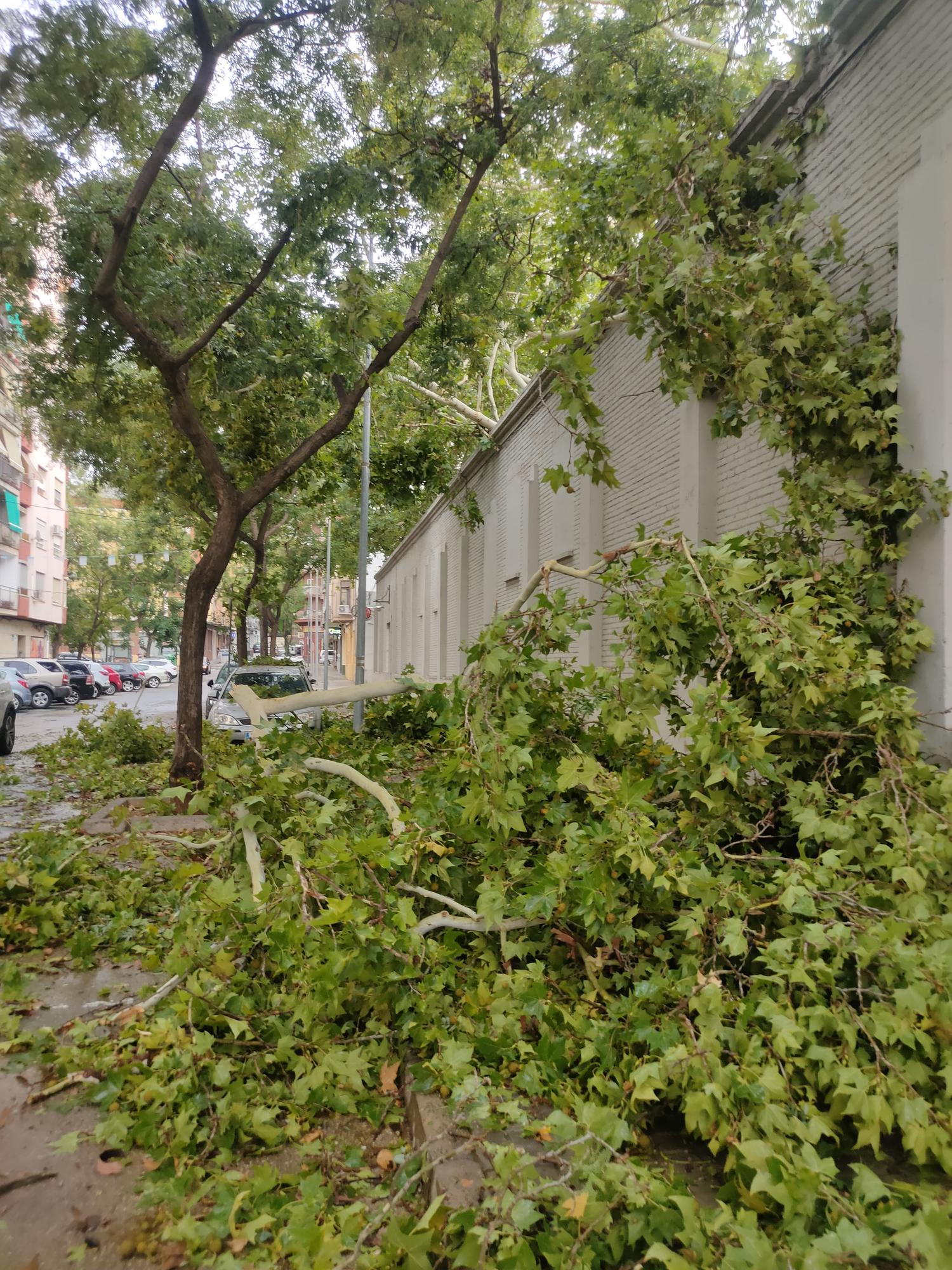 Ramas caídas y árboles arrancados en Xàtiva tras la tormenta del fin de semana