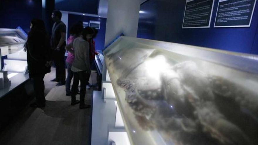 Muestra de calamares gigantes