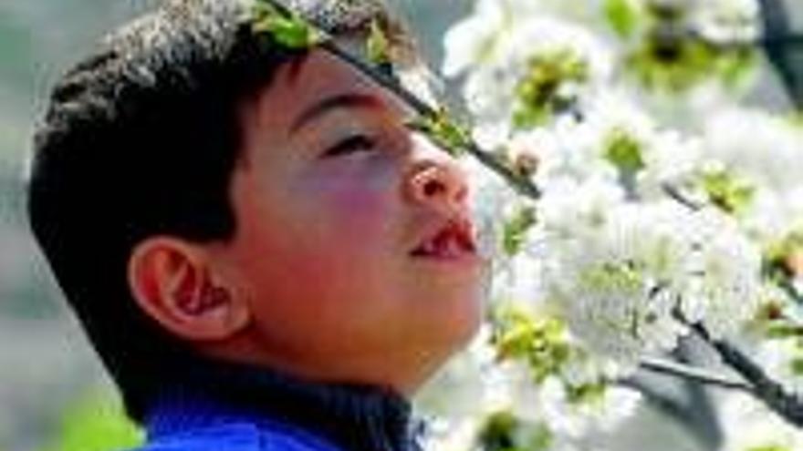 El Jerte por fin revienta de flores y turistas