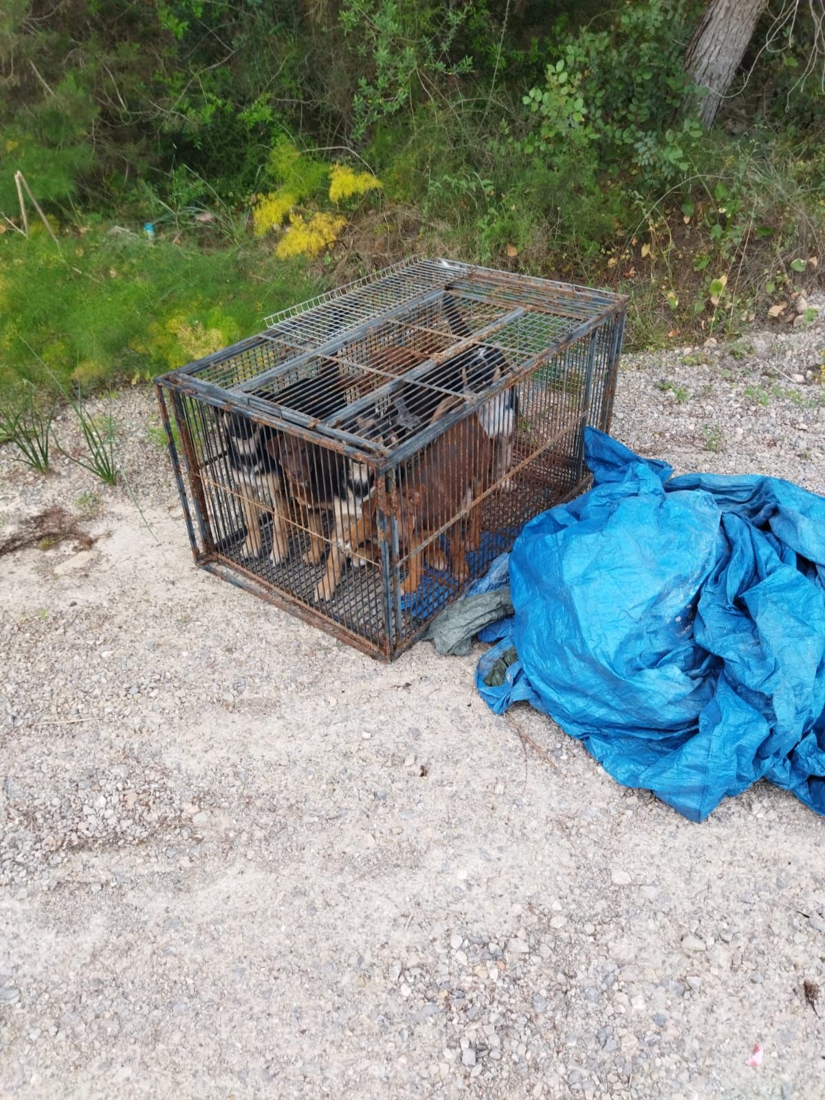 Las imágenes de los seis cachorros abandonados y los dos perros maltratados