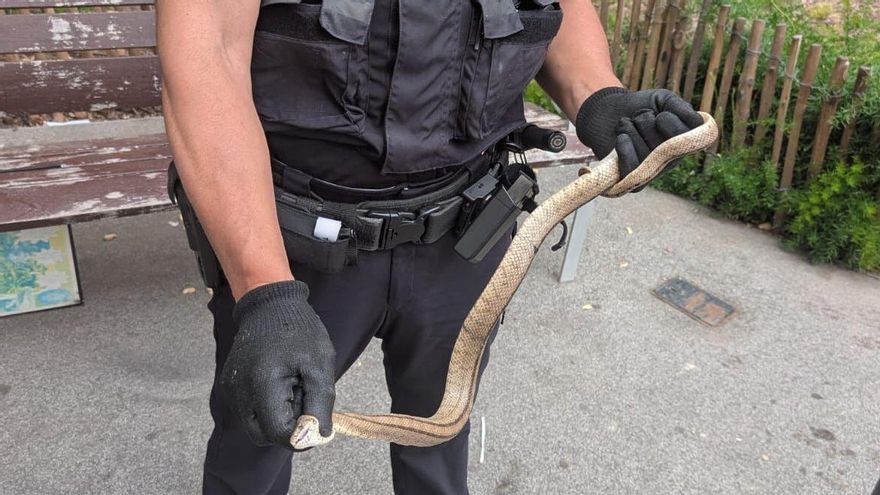Serpiente encontrada en Barcelona