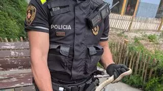 Una policía local de Barcelona captura una serpiente en un almacén y la suelta en el campo