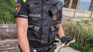 Serpiente encontrada en Barcelona