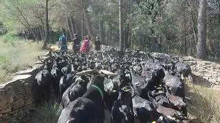 La Festa del Tomàquet del Bages convida a assistir a la transhumància d'un ramat de 120 cabres