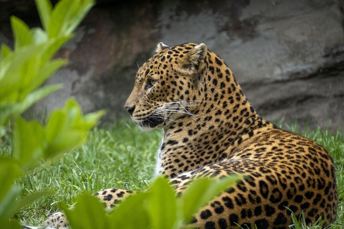 Contemplar elefantes, leopardos, rinocerontes, cebras, hipopótamos o chimpancés es posible en este parque de la vida.