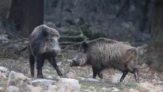 Vídeo: Un grupo de jabalíes campa a sus anchas en Benicàssim