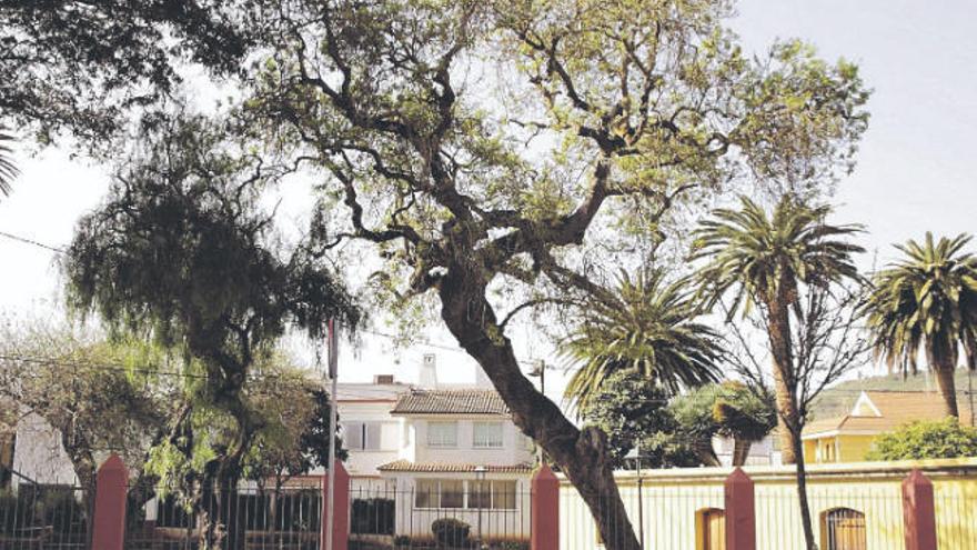 Árbol en La Laguna.